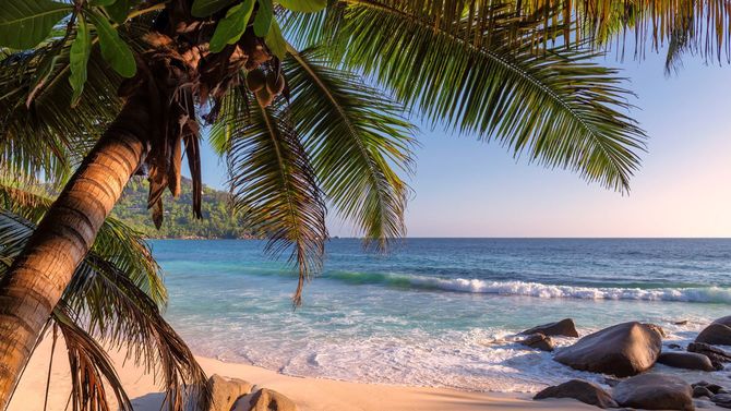 ハワイのビーチで、ココナツの木が夕陽に染まる