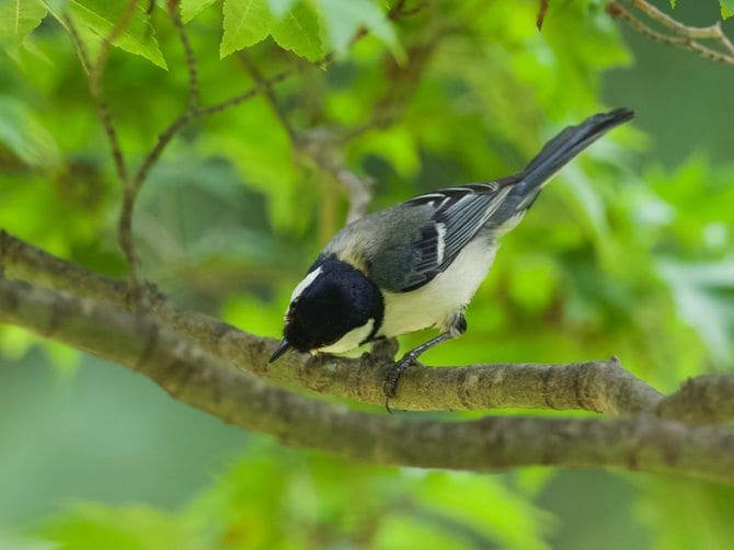 ジャージャー（ヘビだ！）と聞いて地面を探すシジュウカラ