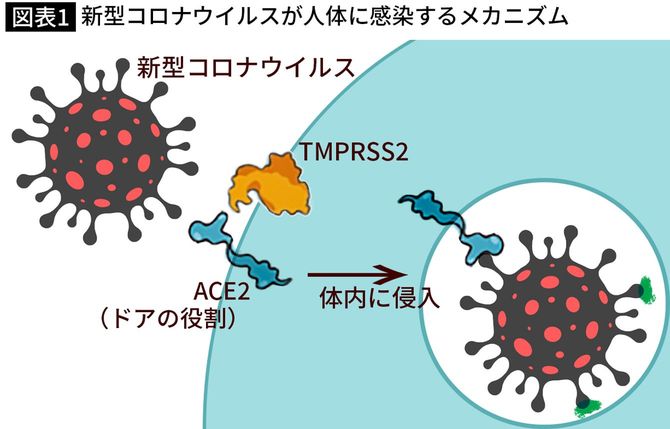 新型コロナウイルスが人体に感染するメカニズム