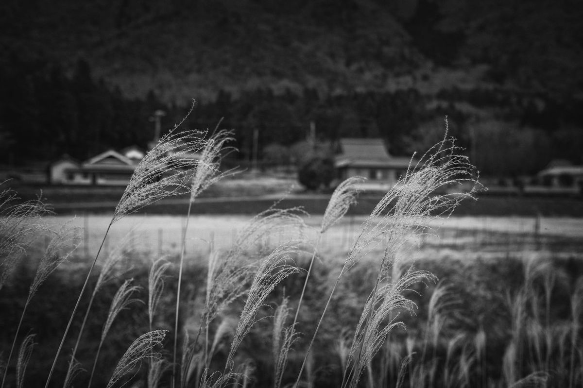 ススキが風にそよいでいる、日本の田舎のイメージ