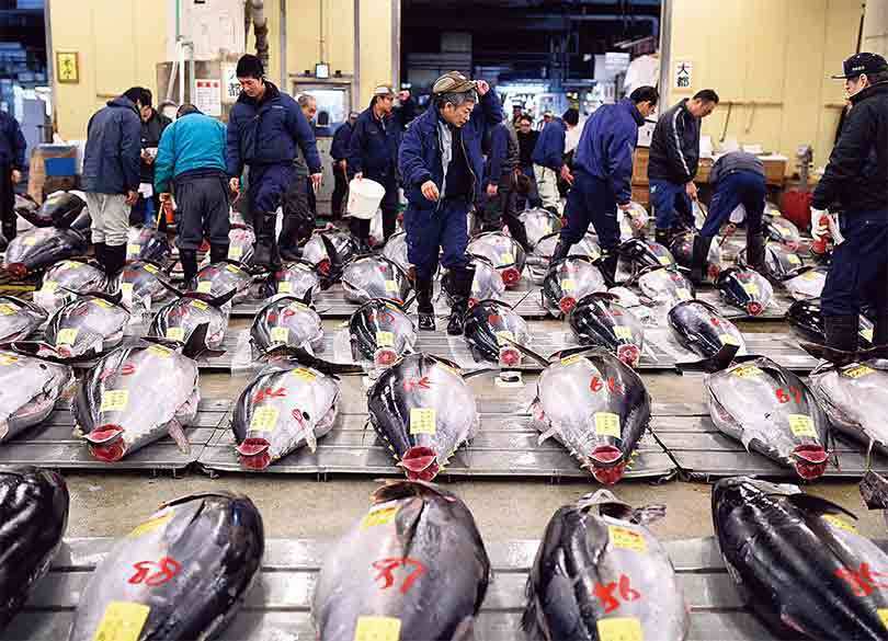 豊洲新市場開場の陰に「築地仲卸人の苦悩あり」