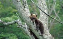 ｢ウーンウーンウーンと苦しげな呻きが｣熊撃ち名人を襲った手負いヒグマの恐怖…死闘のあと老人が語ったこと