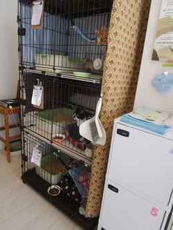 「ケット・シー」でのケージの様子。殺処分を免れた猫が保護されている。(撮影=笹井恵里子)