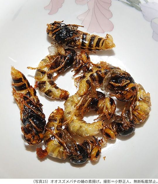 （写真15）オオスズメバチの蛹の素揚げ。撮影＝小野正人、無断転載禁止。
