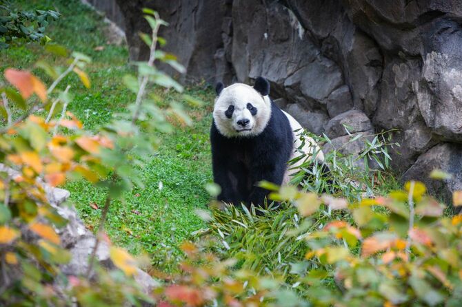 中国に帰国するスミソニアン国立動物園のメイション