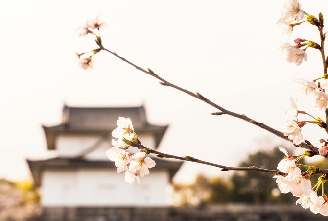 桜と大阪城