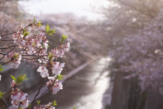 川沿いの桜