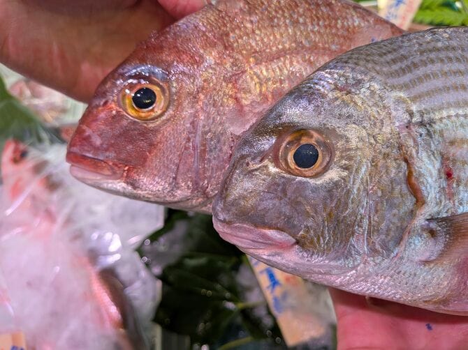 手前がヘダイ。奥がマダイ。口元が「への字」に曲がっているのでヘダイという説もあり