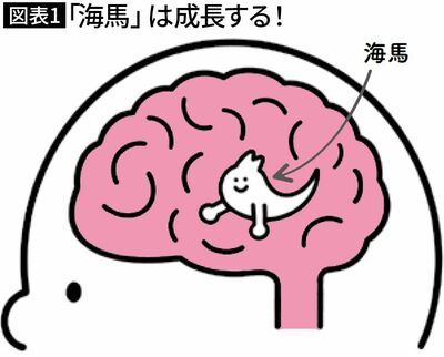 【図表1】「海馬」は成長する!