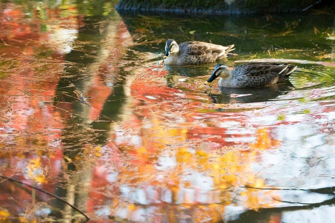 秋の池にいるカモ