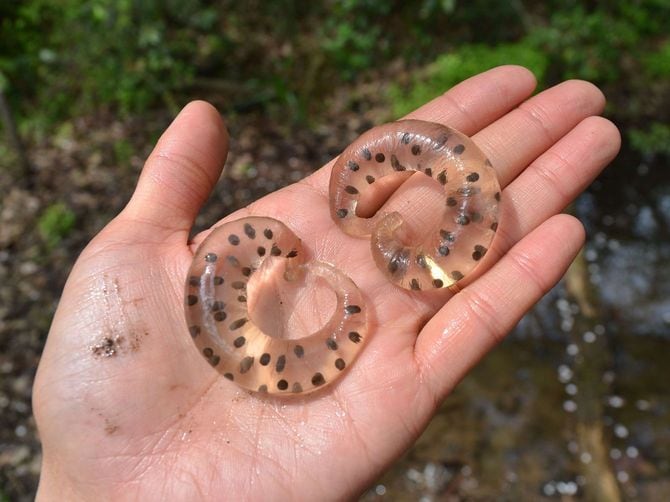 トウキョウサンショウウオの卵のう。バナナ状の膜の袋の中に何十粒もの卵が入っている