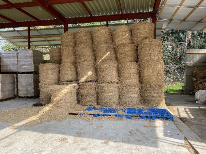 長崎さんは「稲ワラと堆肥の循環で、牛・コメ・野菜の相州ブランドを発展させたい」と話す