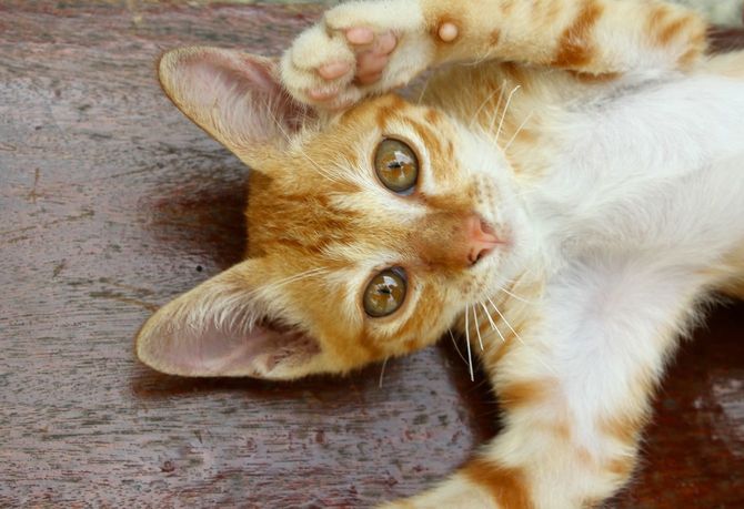 好奇心旺盛な子猫が寝転がって覗き込んでいる