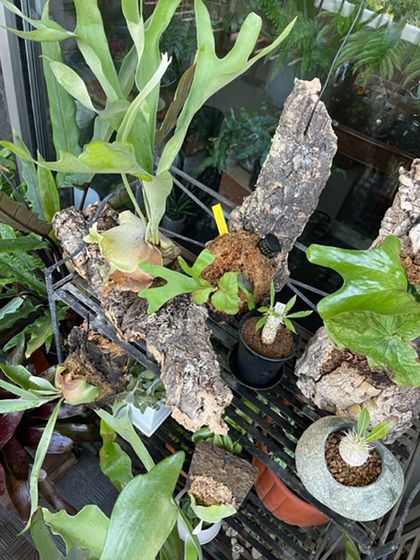 関戸 ひとみさんの趣味:植物を育てること