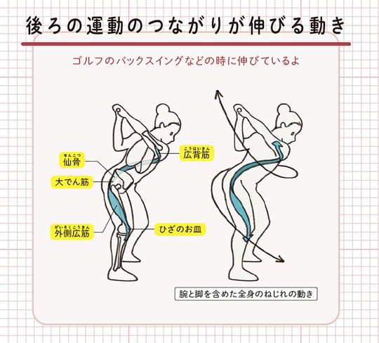 【イラスト】後ろの運動のつながりが伸びる動き