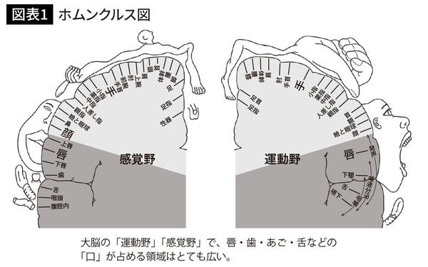 ホムンクルス図