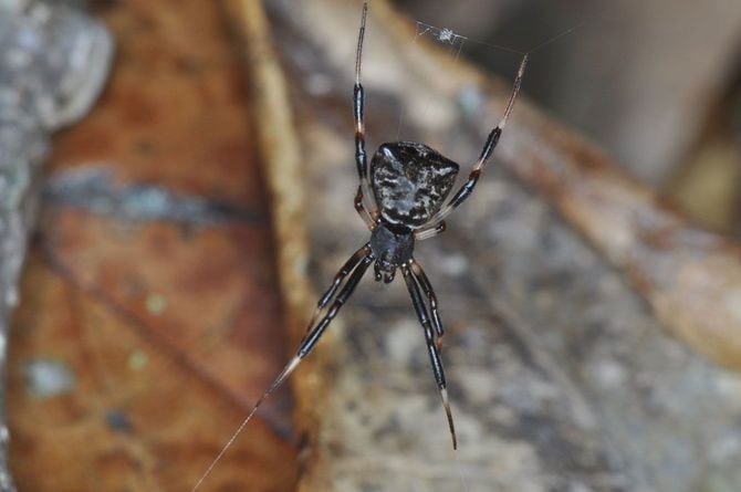 【写真5】出典=『カラー版 クモの世界 糸をあやつる8本脚の狩人』