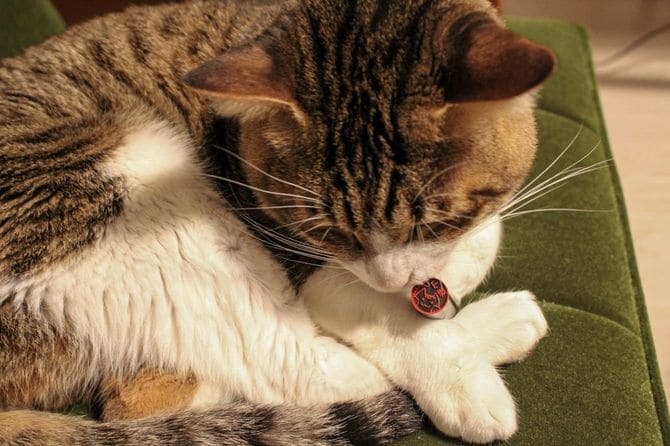 自分がモチーフとなった「ねこずかん」の試作品を不思議そうに眺めるコタロー