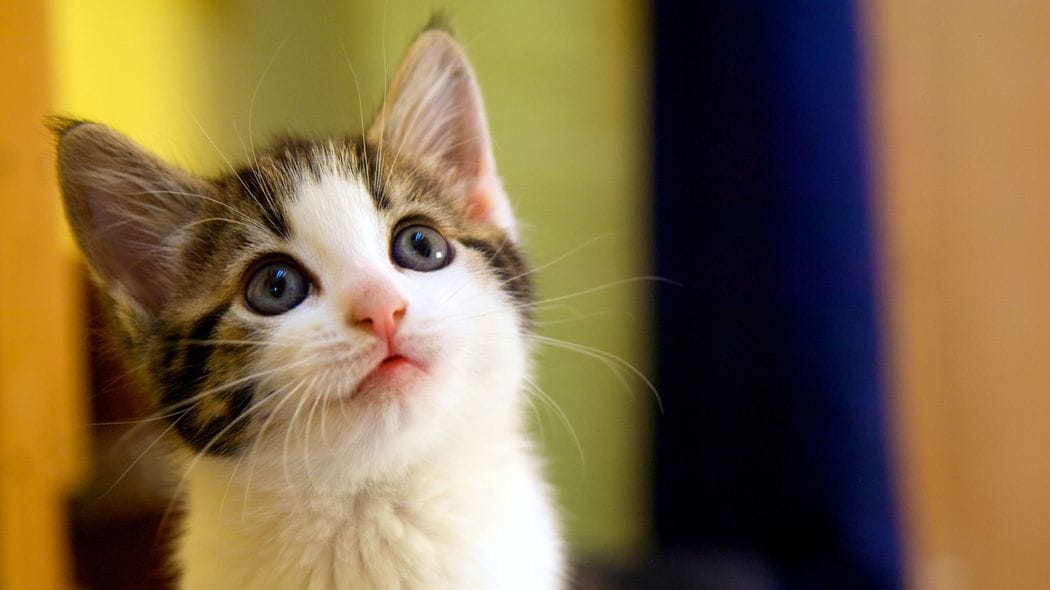 パワハラ防止のために知っておきたい｢かりてきたねこ｣の7文字 人間関係は言い方次第でこじれる