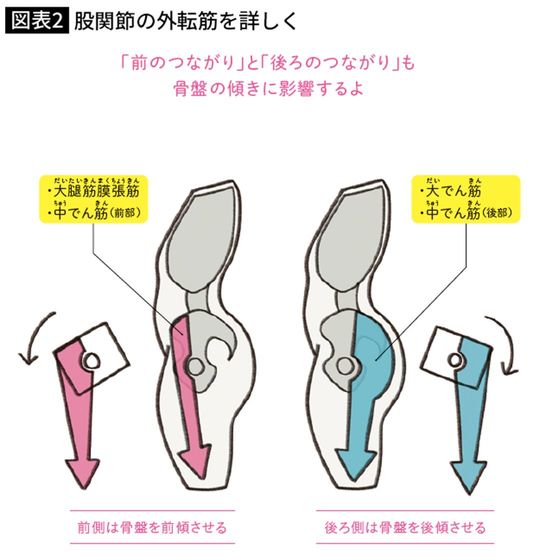 股関節の外転筋を詳しく