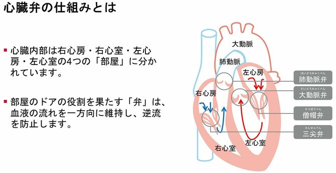 心臓弁の仕組みとは
