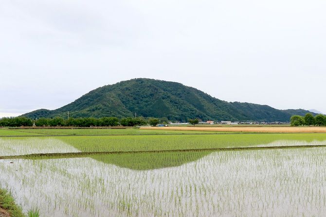 西麓から見た山本山城