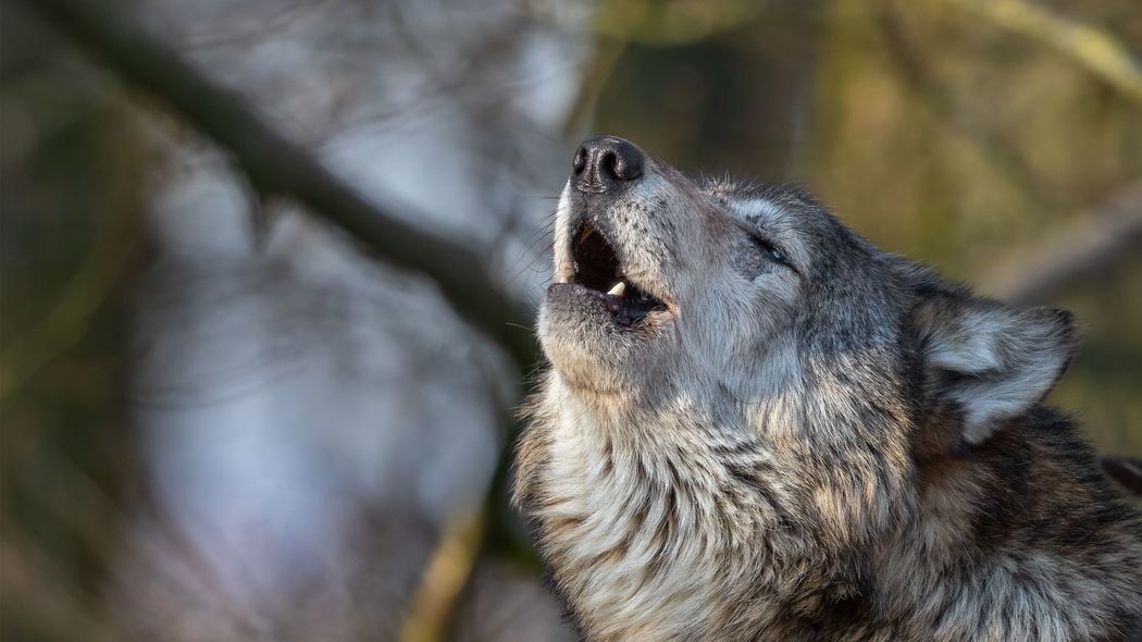 【追悼・森永卓郎氏】森永卓郎｢私は生涯､一匹オオカミを貫く｣余命宣告を受けて確信した｢親友なんかつくってはいけない｣理由 自分の問題は自分で解決するしかない