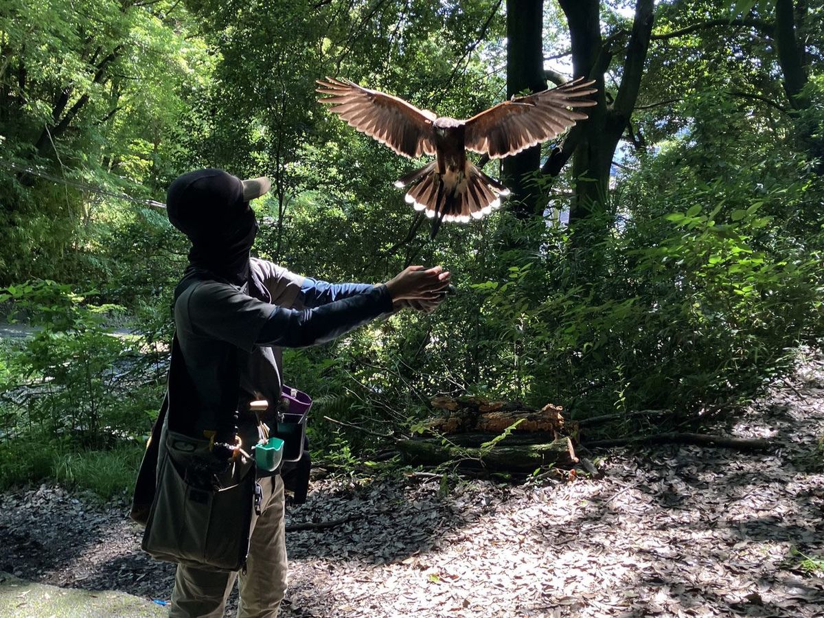 鳥の騒音や糞害に頭を抱える人たちの救世主として注目が集まっている