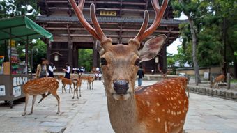 なぜ奈良は京都や大阪に比べてガラガラなのか