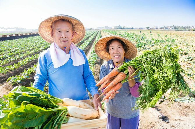畑で収穫した野菜を持つ高齢の農業従事者