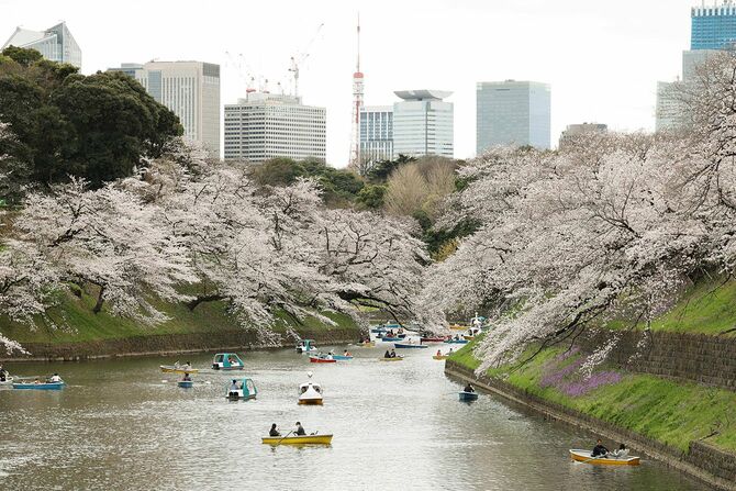 まん延防止等重点措置が解除されて初の日曜日となった2022年3月27日、東京・千鳥ケ淵の桜が見頃を迎え多くの人が訪れていた＝東京都千代田区