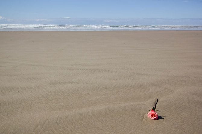 ビーチに置かれたバラ