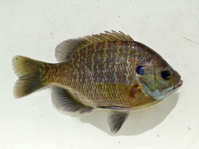 ブルーギルの成魚。エラ蓋の一部が濃い青色なのが名の由来