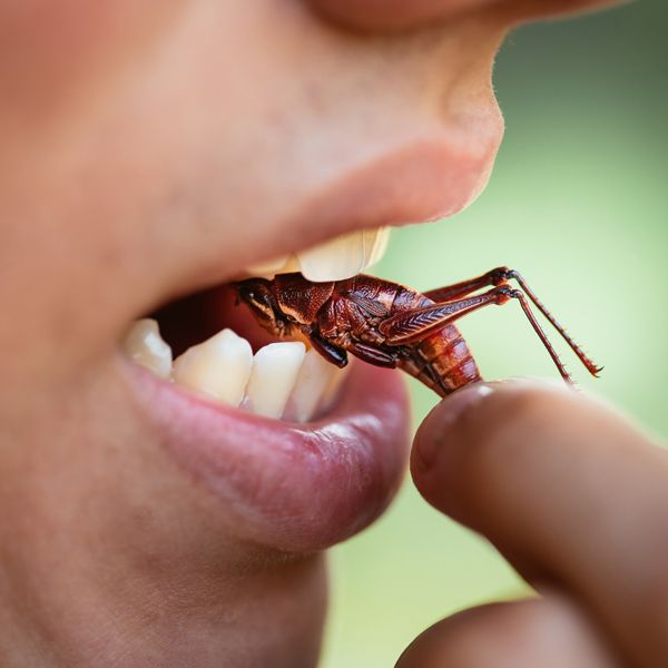 こんなにありますバッタの謎 President Online プレジデントオンライン こんなにありますバッタの謎 President Online プレジデントオンライン