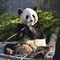 なぜ中国はパンダを日本に送らなくなったのか…｢1年後はパンダゼロに｣悲しみの声を無視する習近平主席の思惑