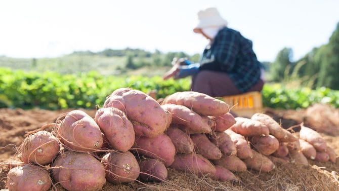 サツマイモの収穫中