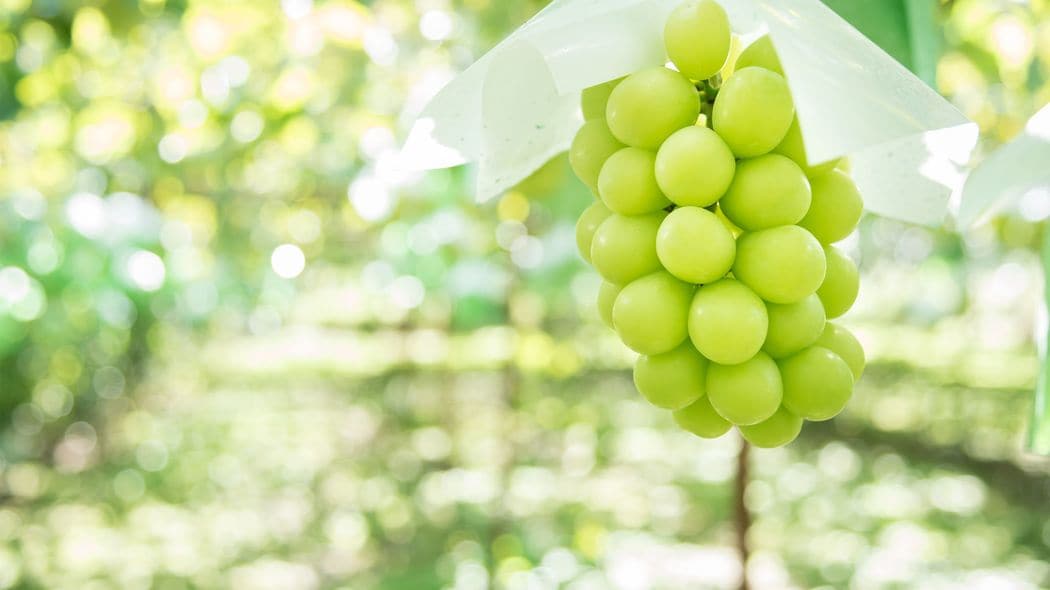 山梨でブドウなら｢1日2時間労働で年収450万円｣が可能…私が実践している｢農FIRE｣のススメ 地方には富を生み出す｢宝の山｣が眠っている