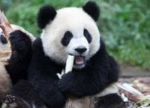 なぜ成都の女性は中国で一番キレイなのか