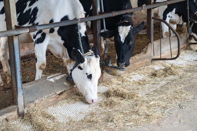 牧場の牛舎で餌を食べる牛