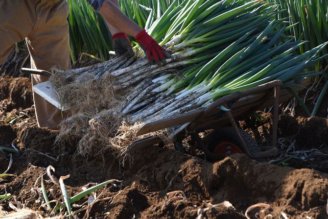 日本のネギの収穫作業