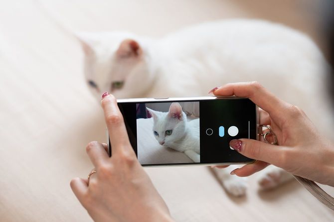 猫の写真を撮る女性