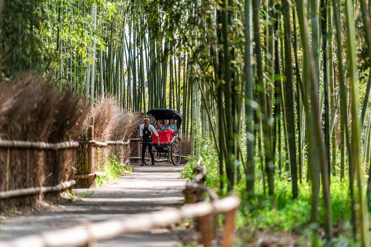 観光客を乗せて京都の竹林を走る人力車