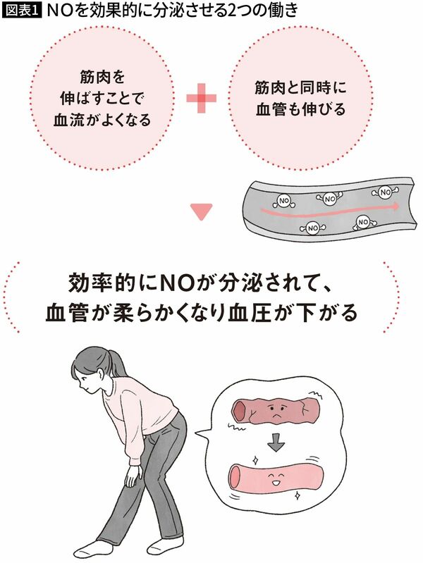 【図表1】NOを効果的に分泌させる2つの働き