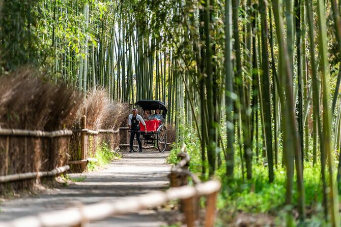 観光客を乗せて京都の竹林を走る人力車