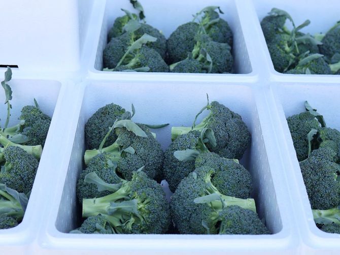 発泡スチロールに詰められたブロッコリー