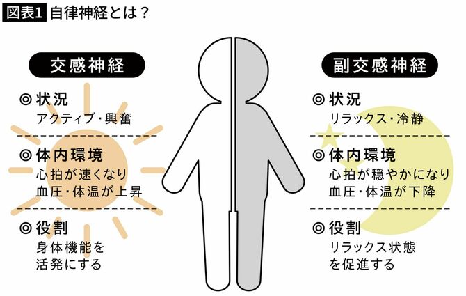 自律神経とは？
