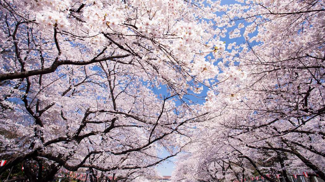 トヨタは｢会社の花見｣でもカイゼンを繰り返す…｢花見の幹事｣から役員に出世した人がやっていたウラ技 前年よりも必ずどこかよくなっている