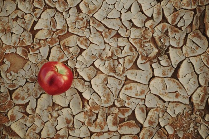 乾燥した砂漠の土地にあるリンゴ