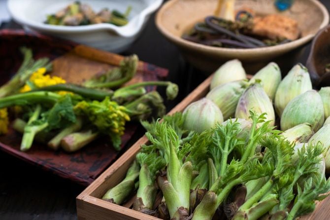 春の野生植物と季節の料理