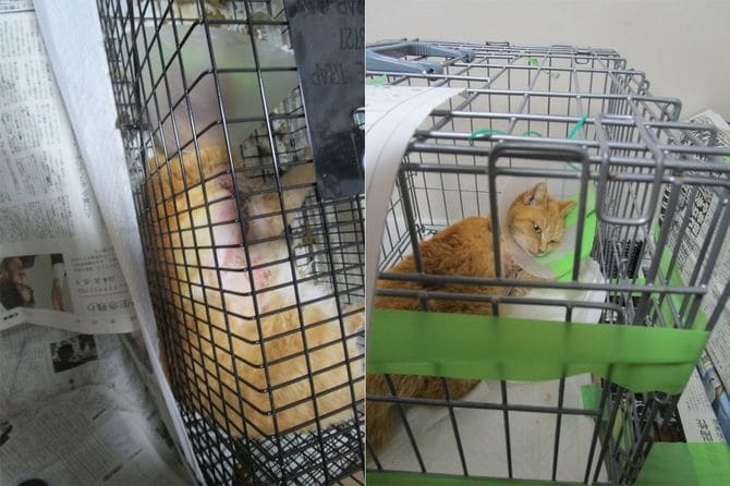 脚を手術した猫